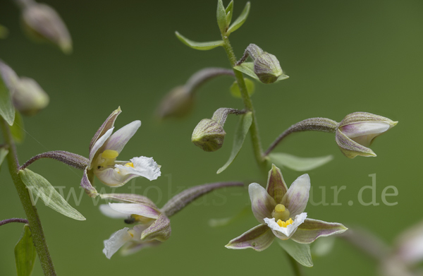 Sumpf-Sitter (Epipactis palustris)