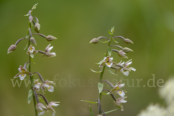 Sumpf-Sitter (Epipactis palustris)