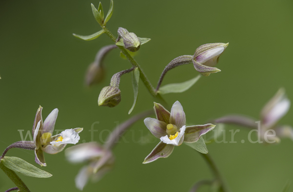 Sumpf-Sitter (Epipactis palustris)