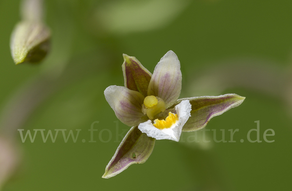 Sumpf-Sitter (Epipactis palustris)