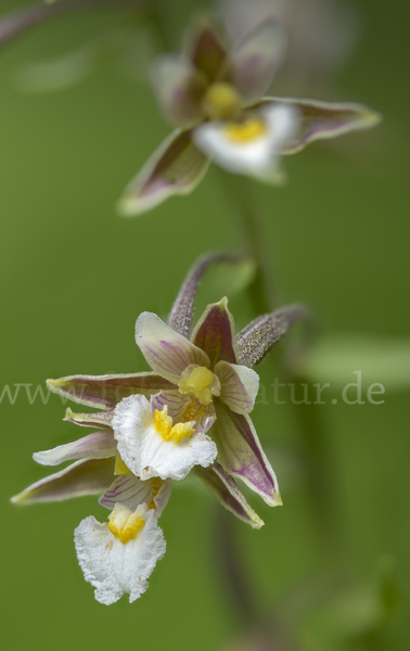 Sumpf-Sitter (Epipactis palustris)