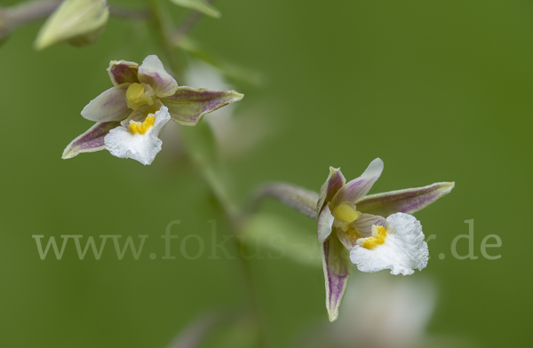 Sumpf-Sitter (Epipactis palustris)