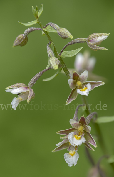 Sumpf-Sitter (Epipactis palustris)