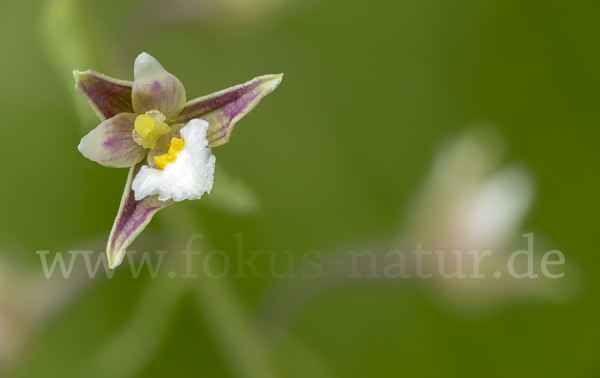 Sumpf-Sitter (Epipactis palustris)