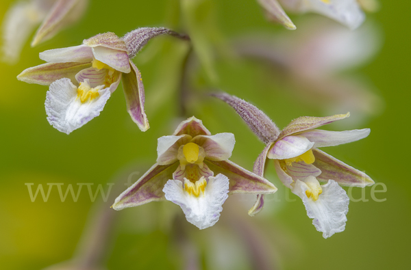 Sumpf-Sitter (Epipactis palustris)