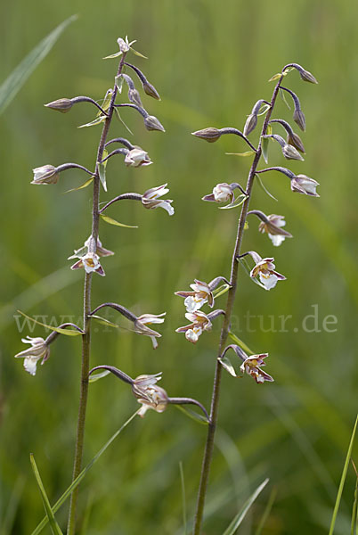 Sumpf-Sitter (Epipactis palustris)