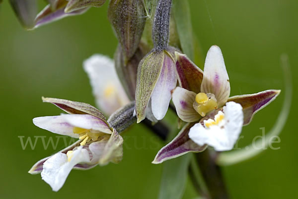 Sumpf-Sitter (Epipactis palustris)