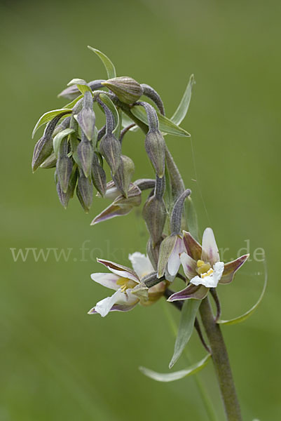 Sumpf-Sitter (Epipactis palustris)