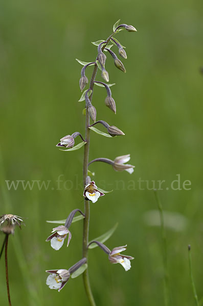 Sumpf-Sitter (Epipactis palustris)