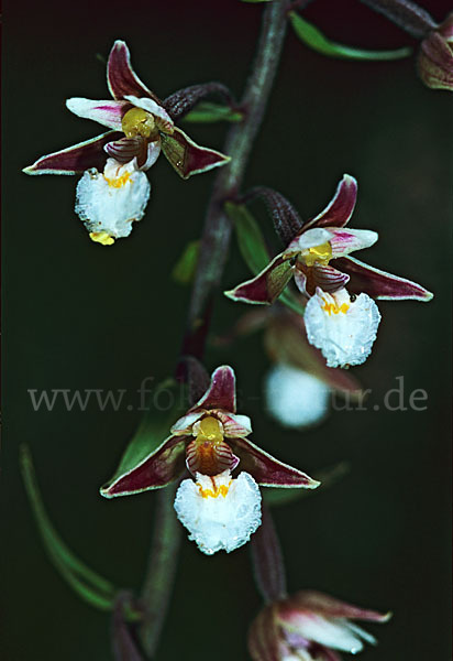 Sumpf-Sitter (Epipactis palustris)