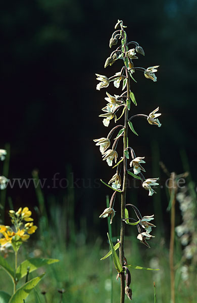 Sumpf-Sitter (Epipactis palustris)