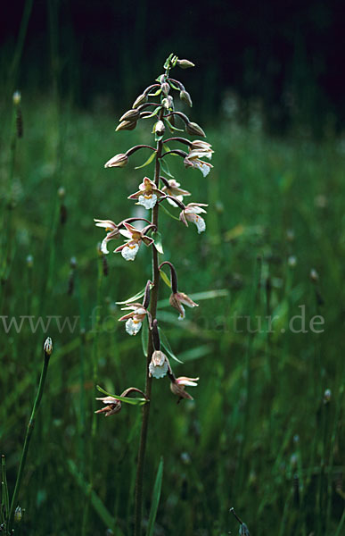 Sumpf-Sitter (Epipactis palustris)