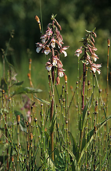 Sumpf-Sitter (Epipactis palustris)