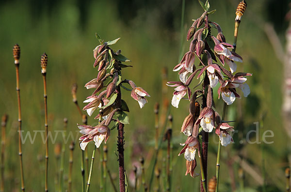 Sumpf-Sitter (Epipactis palustris)