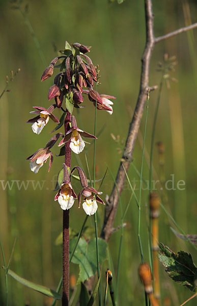 Sumpf-Sitter (Epipactis palustris)