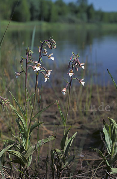 Sumpf-Sitter (Epipactis palustris)