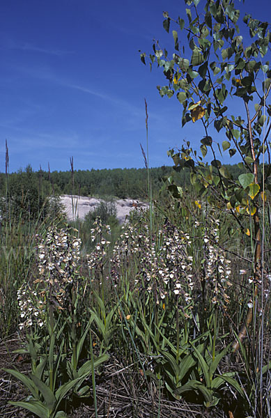 Sumpf-Sitter (Epipactis palustris)