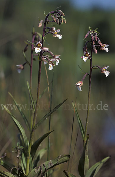 Sumpf-Sitter (Epipactis palustris)