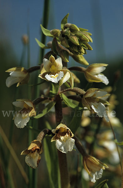 Sumpf-Sitter (Epipactis palustris)