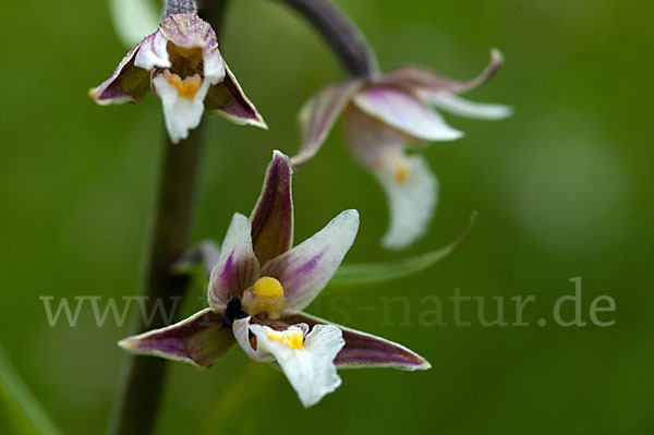 Sumpf-Sitter (Epipactis palustris)