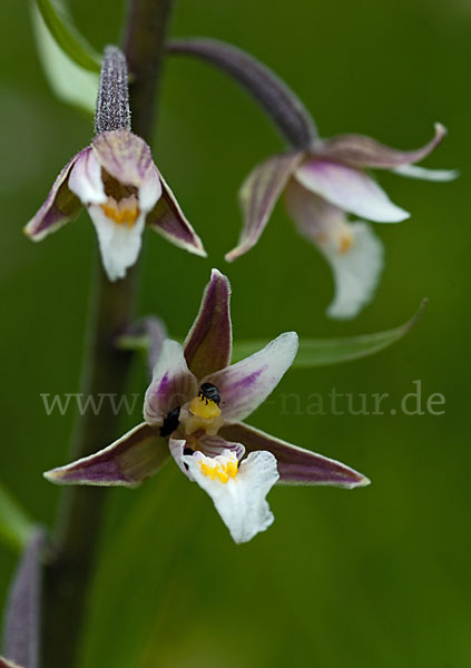 Sumpf-Sitter (Epipactis palustris)