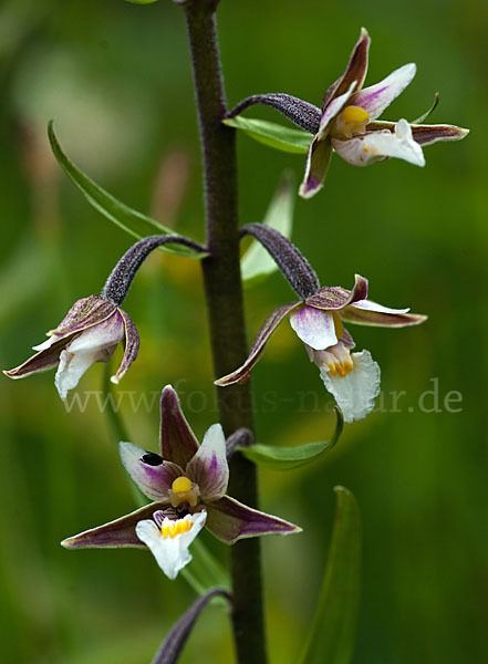 Sumpf-Sitter (Epipactis palustris)