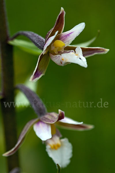 Sumpf-Sitter (Epipactis palustris)