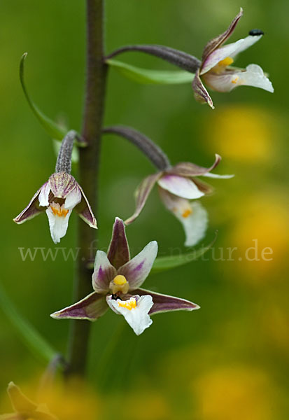 Sumpf-Sitter (Epipactis palustris)