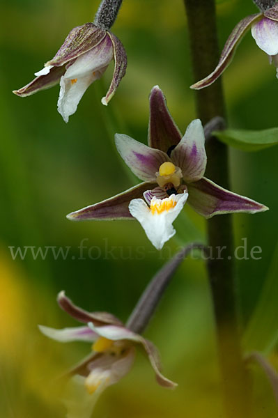 Sumpf-Sitter (Epipactis palustris)