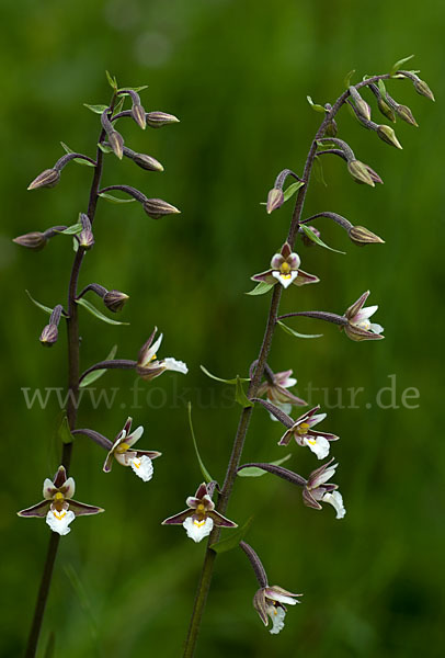 Sumpf-Sitter (Epipactis palustris)