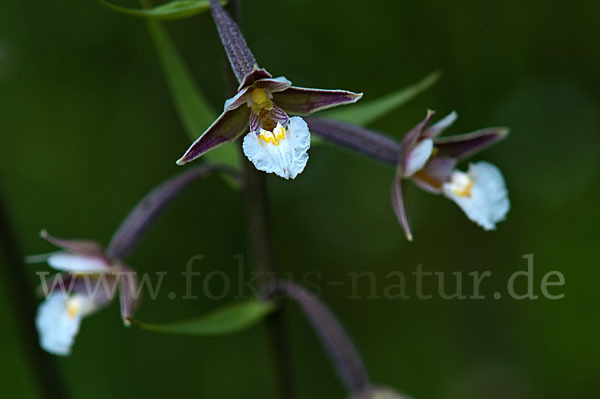 Sumpf-Sitter (Epipactis palustris)