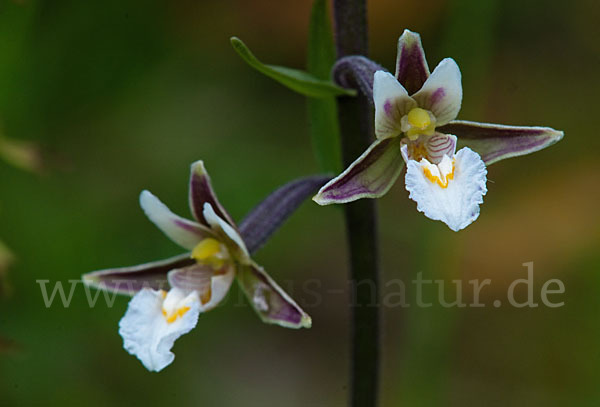 Sumpf-Sitter (Epipactis palustris)