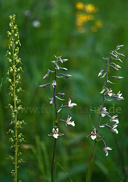 Sumpf-Sitter (Epipactis palustris)