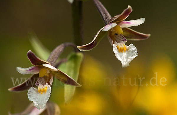 Sumpf-Sitter (Epipactis palustris)