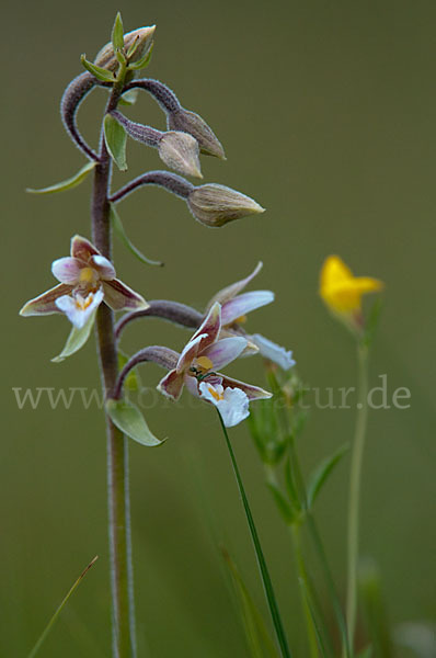 Sumpf-Sitter (Epipactis palustris)