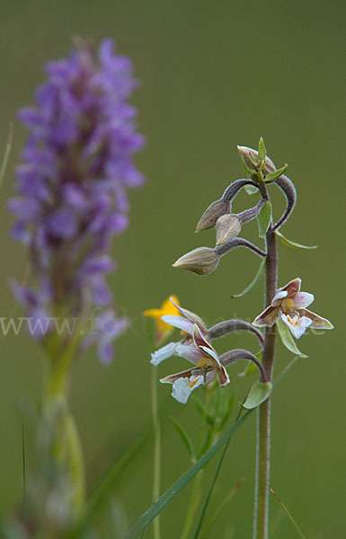 Sumpf-Sitter (Epipactis palustris)