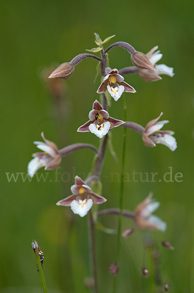 Sumpf-Sitter (Epipactis palustris)