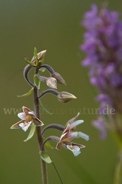 Sumpf-Sitter (Epipactis palustris)