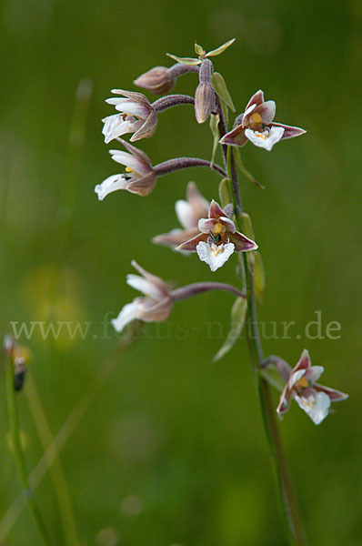 Sumpf-Sitter (Epipactis palustris)