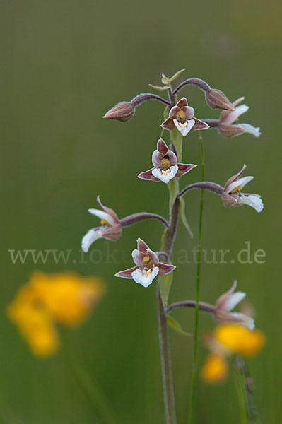 Sumpf-Sitter (Epipactis palustris)