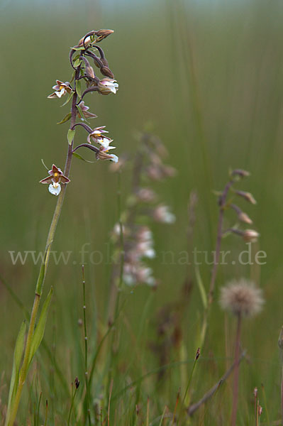 Sumpf-Sitter (Epipactis palustris)