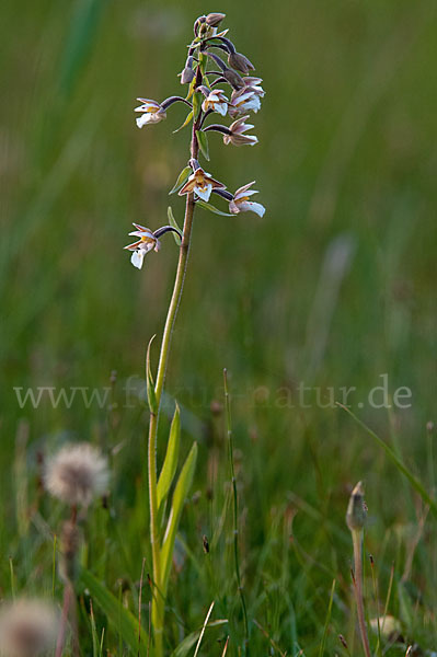 Sumpf-Sitter (Epipactis palustris)