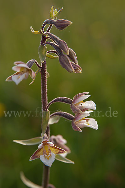 Sumpf-Sitter (Epipactis palustris)