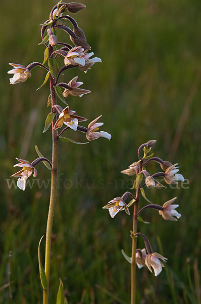 Sumpf-Sitter (Epipactis palustris)