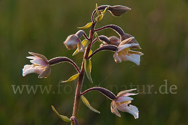 Sumpf-Sitter (Epipactis palustris)