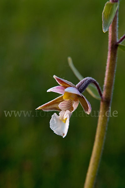 Sumpf-Sitter (Epipactis palustris)