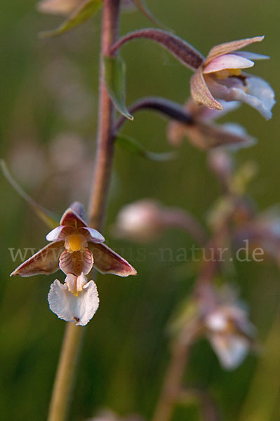 Sumpf-Sitter (Epipactis palustris)