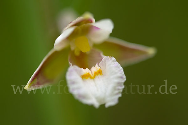 Sumpf-Sitter (Epipactis palustris)