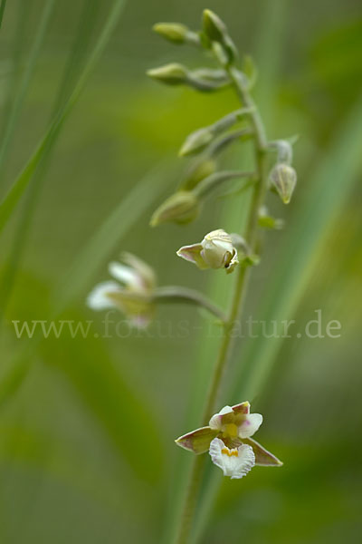 Sumpf-Sitter (Epipactis palustris)