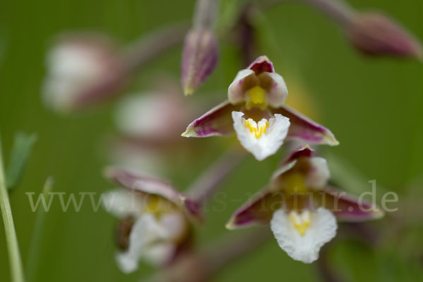 Sumpf-Sitter (Epipactis palustris)